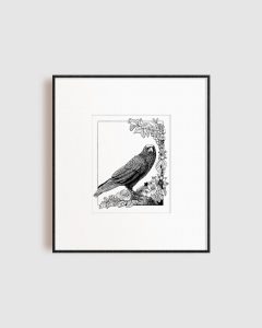 crow drawing