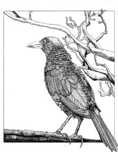 Pen and ink illustration of a curious grackle bird