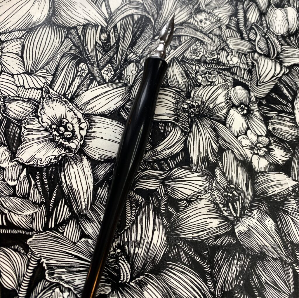 Drawing of lilies in pen and ink using a dip pen