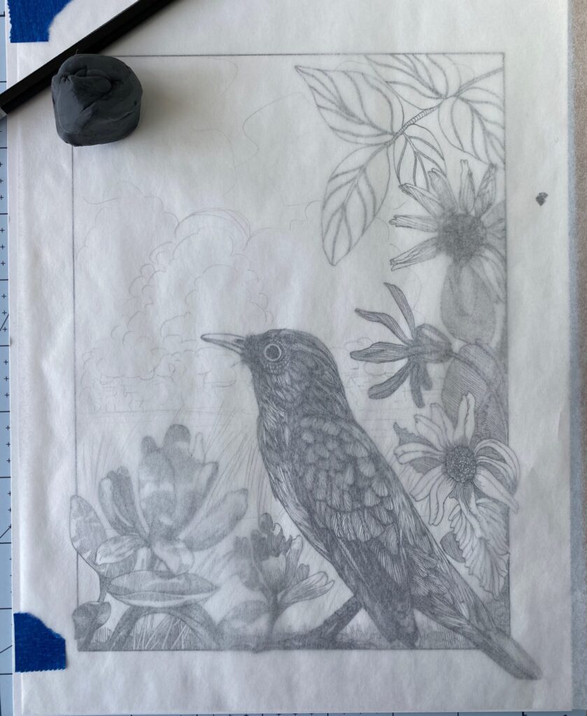 Drawing of a mockingbird with a sheet of tracing paper over it