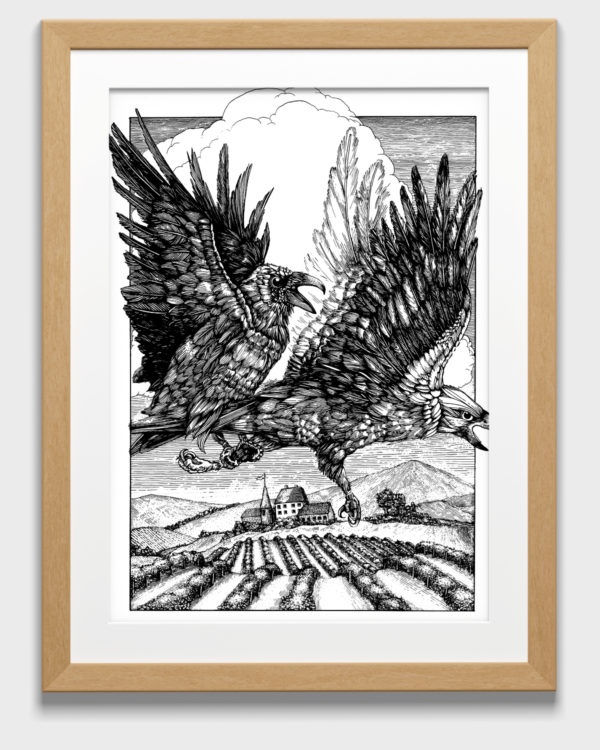 drawing of a crow chasing a hawk in a wineyard