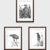 Set of three prints of heron bird illustrations