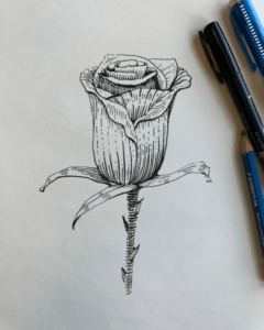 final project of rose in pen and ink