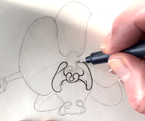 Orchid Tutorial Inking