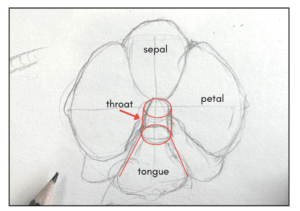 How-to-draw-orchid-parts