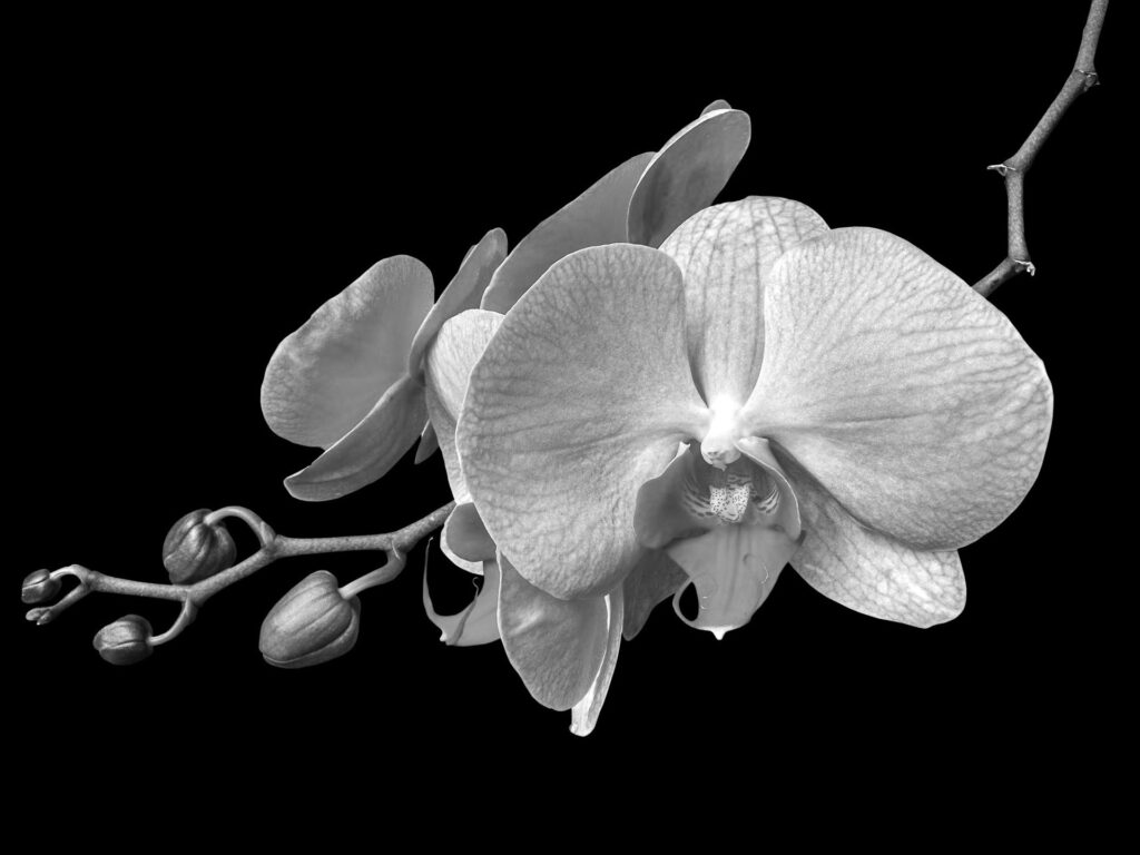 Orchid black and white photo from Pixabay