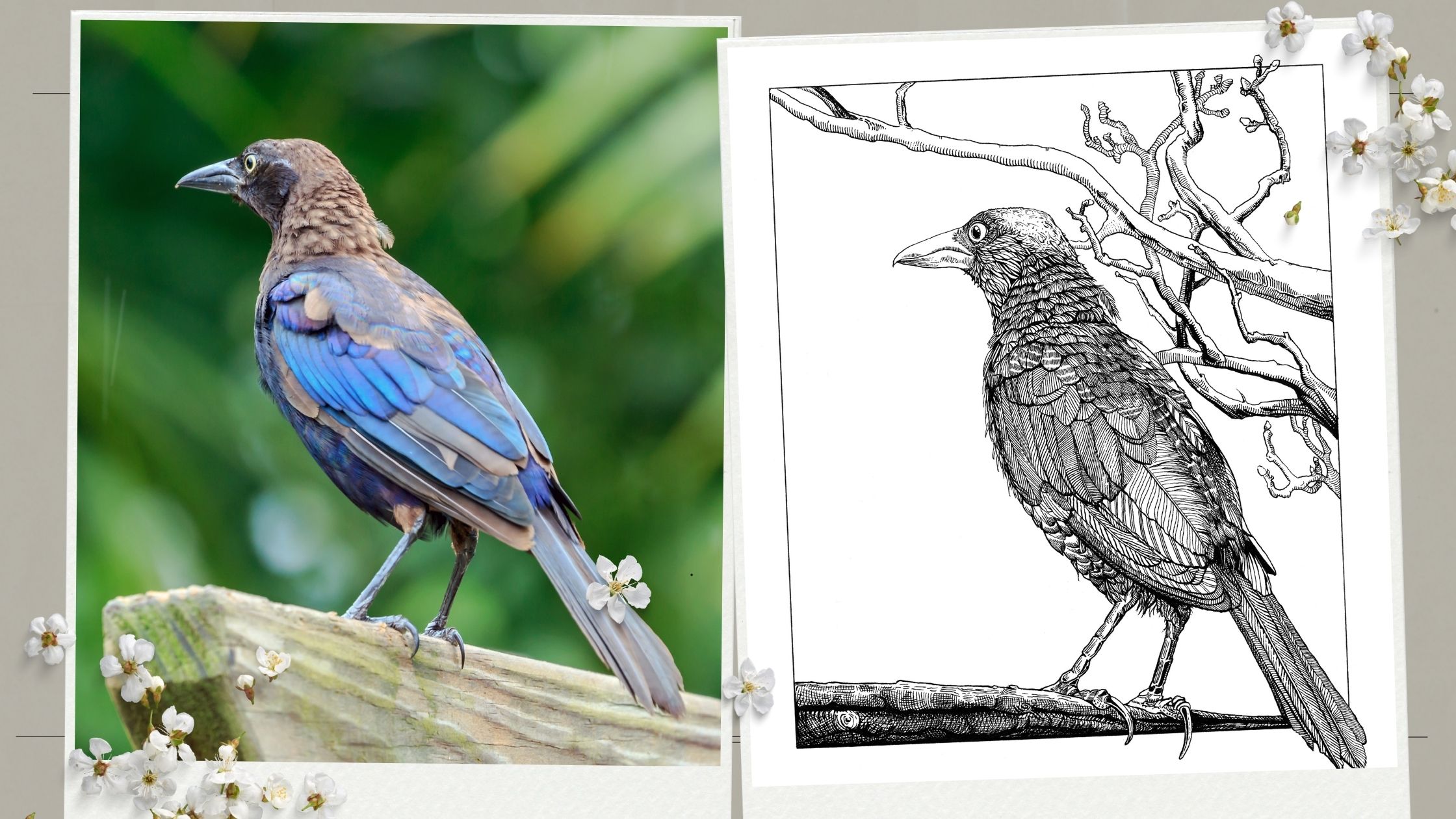 Grackle-bird-line-art