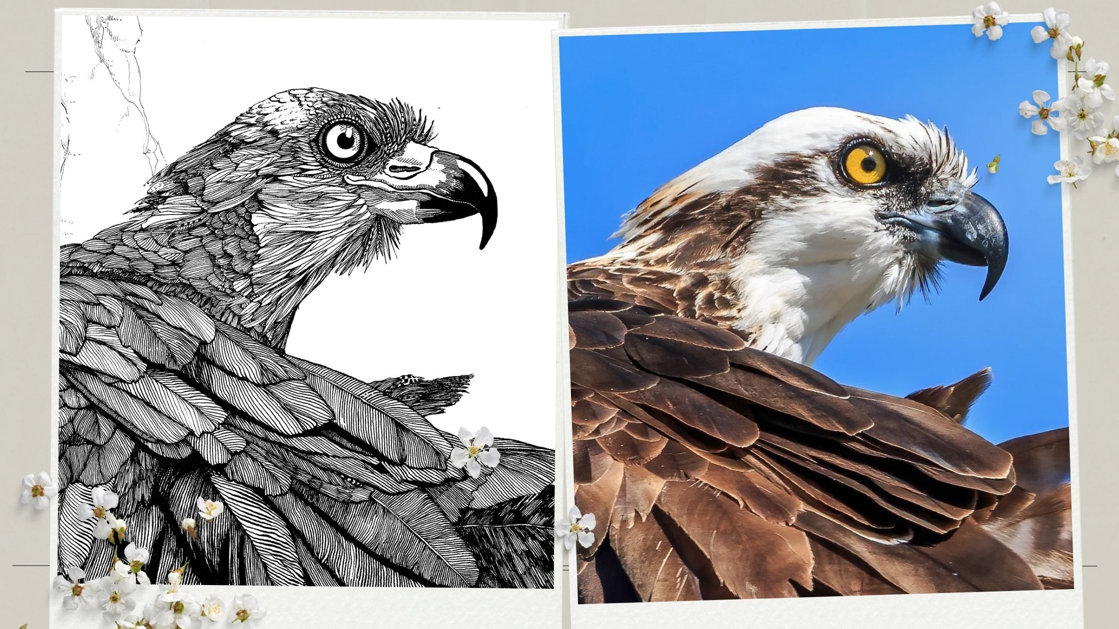 Osprey-bird-art