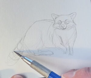 Racoon-Pencil-Drawing