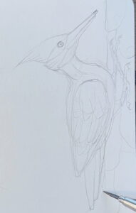 Woodpecker-Pencil-Drawing