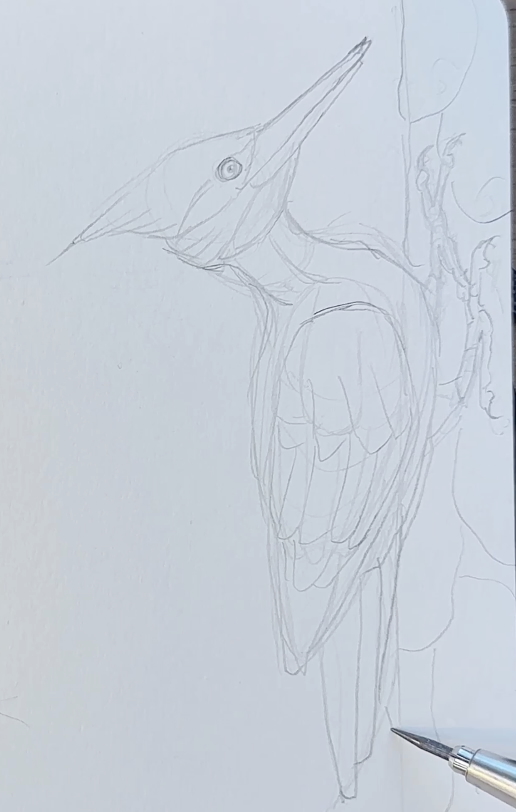 Woodpecker-Pencil-Drawing