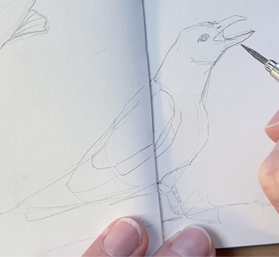 Seagull-Pencil-Drawing