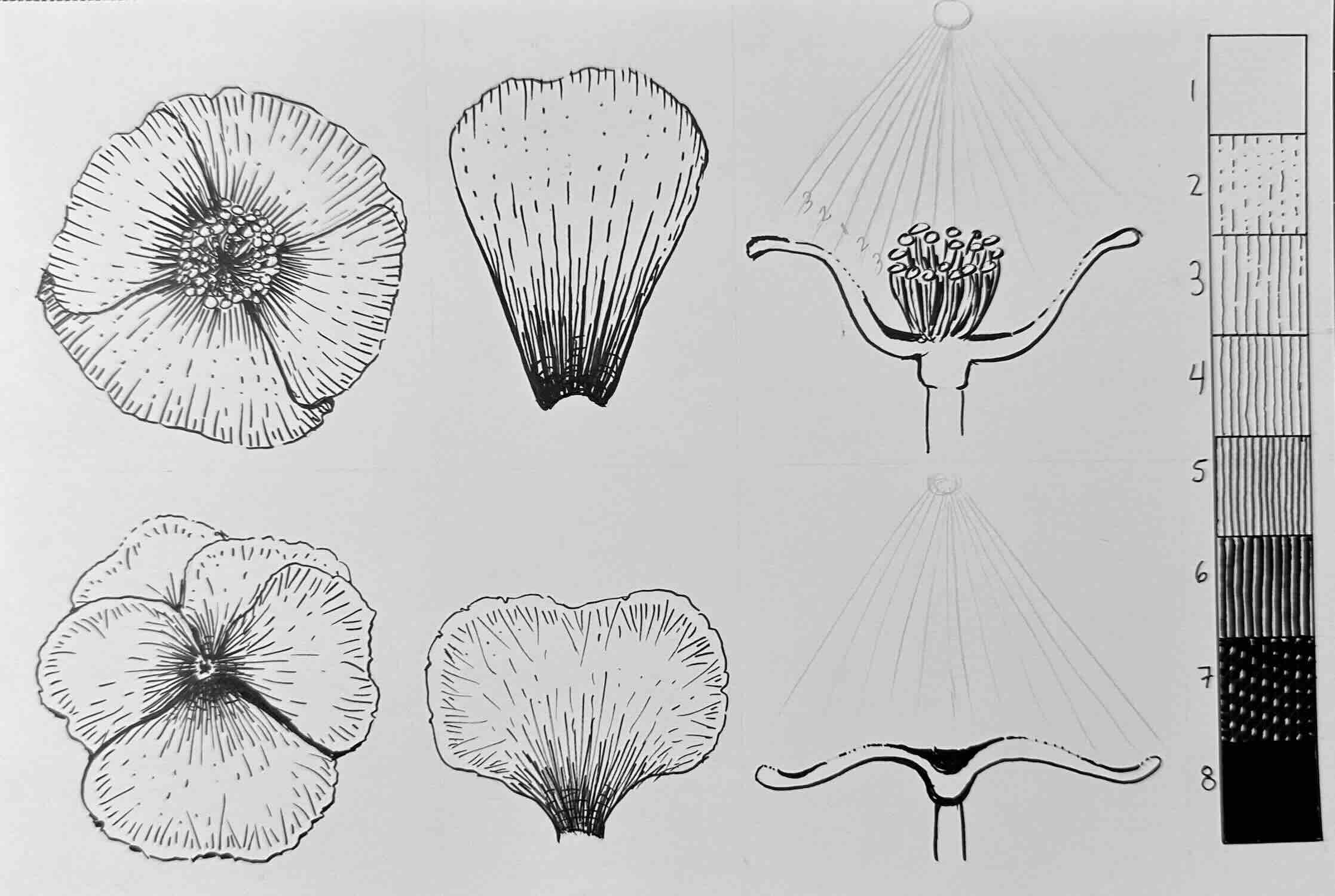 Floral-Exercises-Final