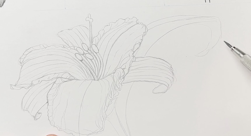 Lily-Detailed-Sketch