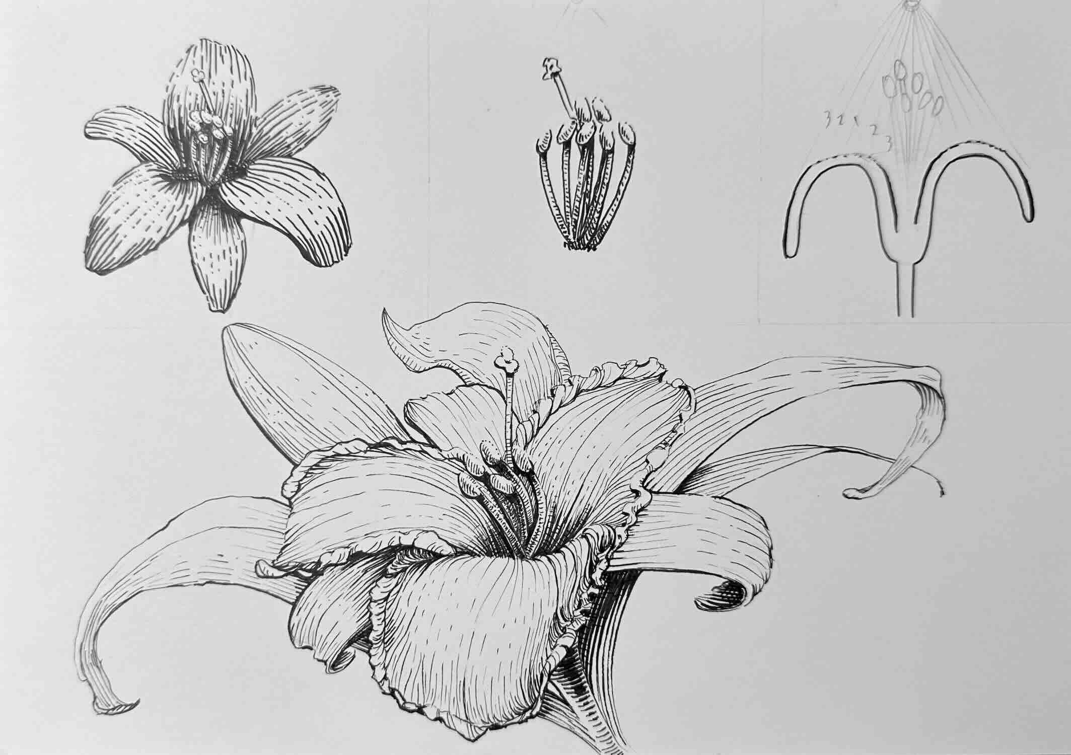 Lily-Exercises-Final