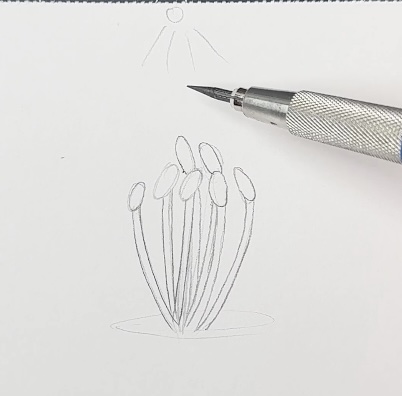 Lily-Stamens-Sketch