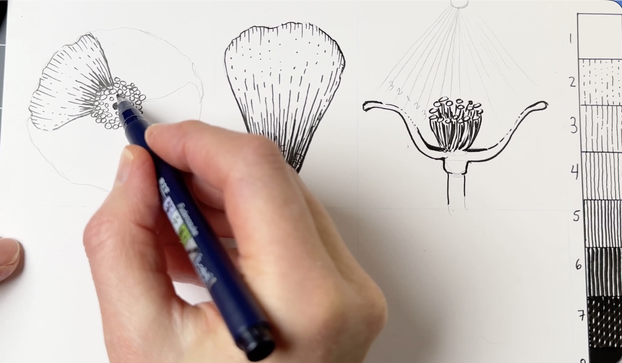 Poppy-Shading-Diagram