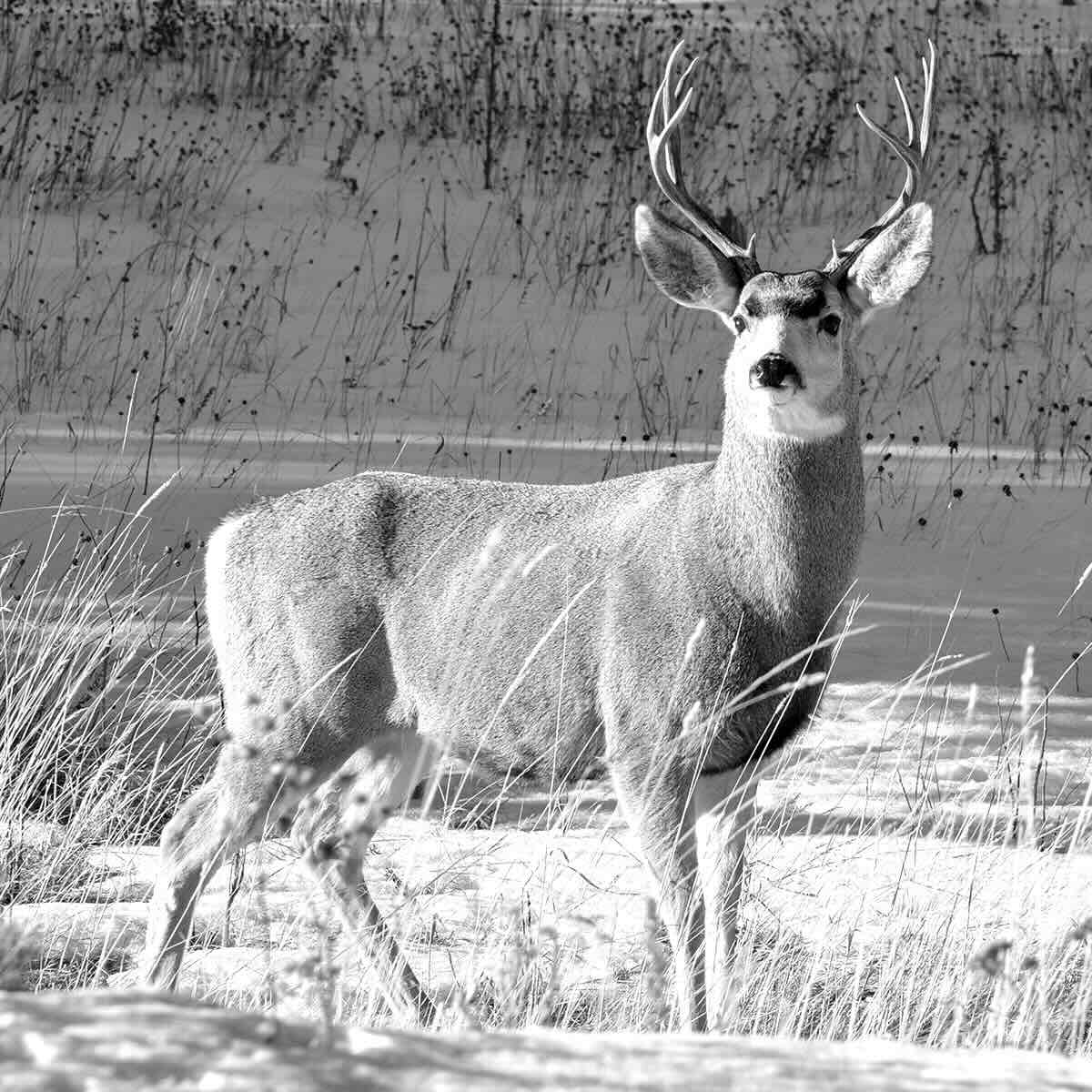 Deer photo reference
