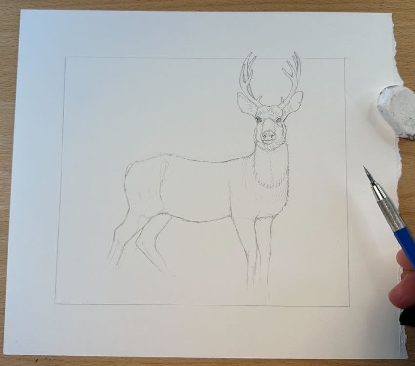 Deer-Drawing