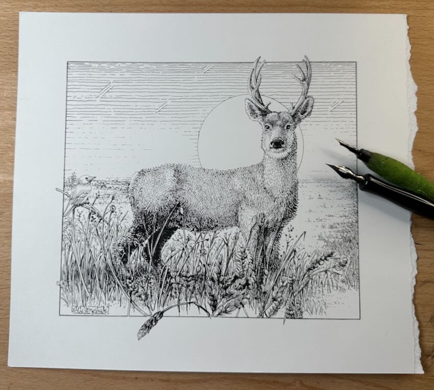 Deer-Drawing-Final